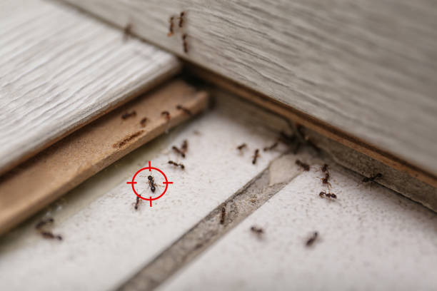 Best Spider Control Near Me  in Hoer, OK
