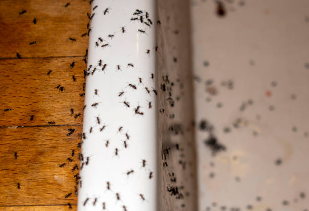 Best Pest Inspection Near Me  in Hoer, OK