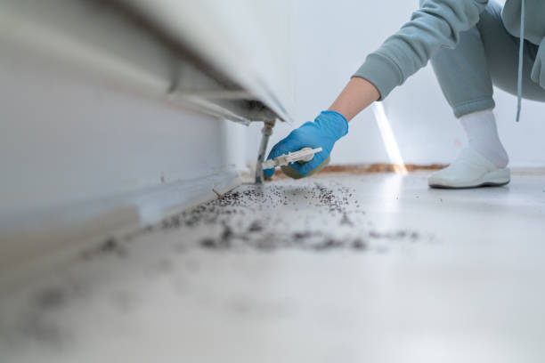 Best Pest Prevention Services  in Hoer, OK